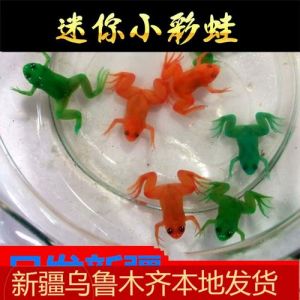 小金蛙养水族箱，需清水勤换食（黄色的宠物蛙可以一直生活在水里吗）