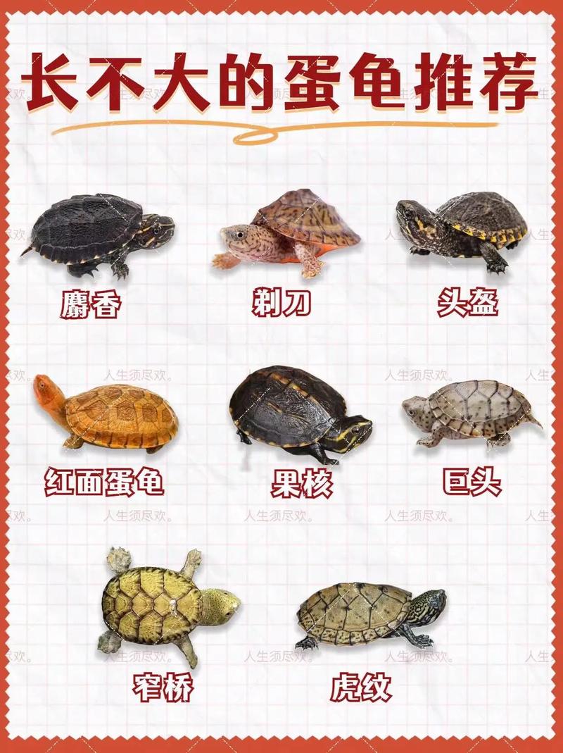 小乌龟长不大？环境小被欺负食物差都可能是原因！（为什么养乌龟长不大）