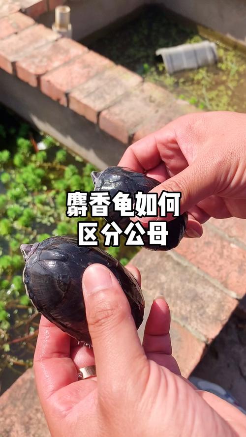 麝香蛋龟公母看尾巴，新手优选，性价比高！（麝香蛋龟公母尾巴照片）