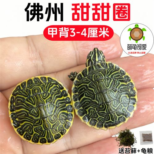 红耳龟侧颈龟好养耐活（哪些吃素的乌龟可以养）