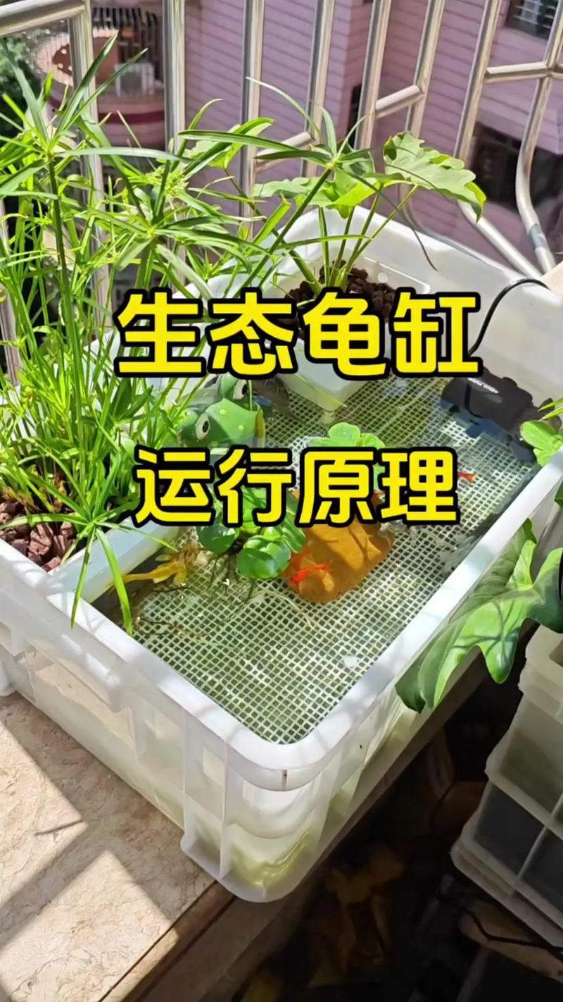 养龟缸多大合适？龟长大要考虑，选对环境快乐多（十公分的乌龟需要多大的缸）