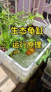 养龟缸多大合适？龟长大要考虑，选对环境快乐多（十公分的乌龟需要多大的缸）