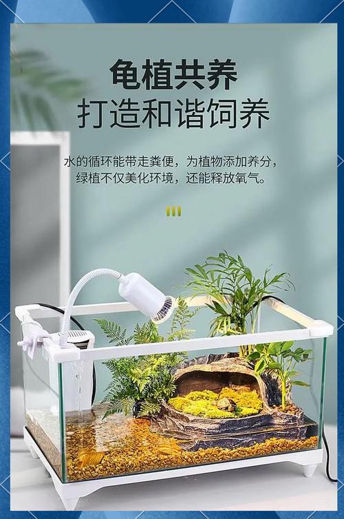 养龟缸选对尺寸，玻璃塑料周转箱各有优劣（养龟缸选择）