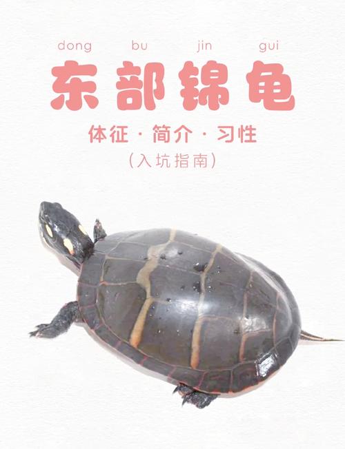 疾病防治与误区解读（东锦龟长大后的图片）