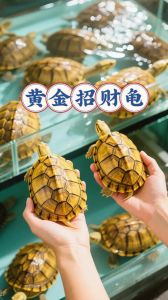 控温净水添空间，科学喂养保健康（黄金巴西龟怎么养好）