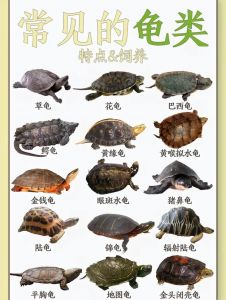 龟公母看尾巴，泄殖孔和腹甲有区别（花龟公母分辨图片）