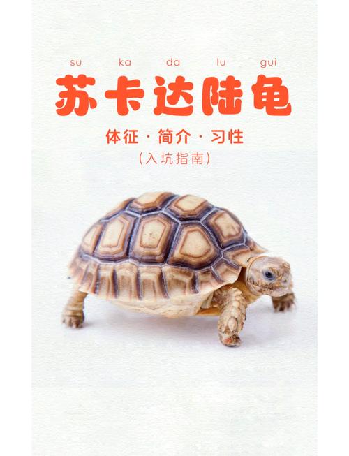养龟长寿关键看主人，巴西龟短命易入侵（十大寿命最长的乌龟）