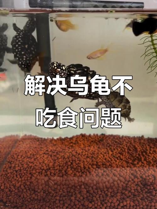乌龟产蛋前后不吃正常，注意观察环境（夏天母乌龟下蛋后为什么不吃东西）