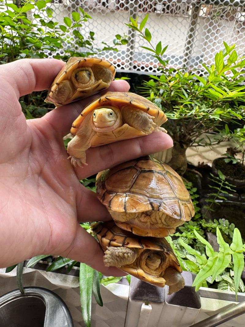 小青龟公母怎么分？看体型尾巴泄殖孔（小青龟公的大还是母的大）