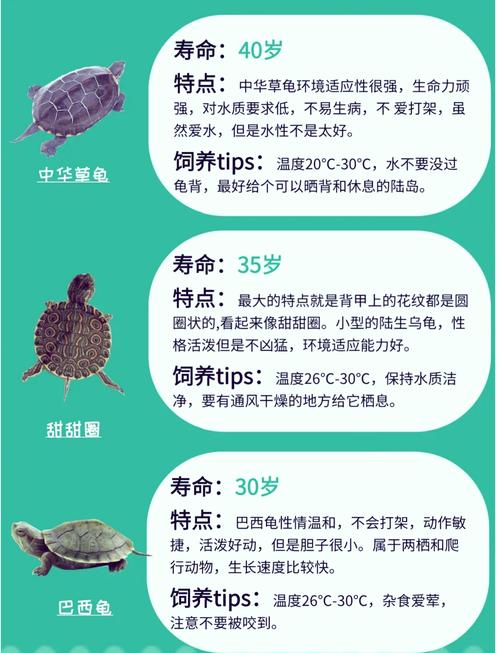 狗狗龟可和温和龟混养，注意环境食物分开（狗狗龟和什么龟一起养好）