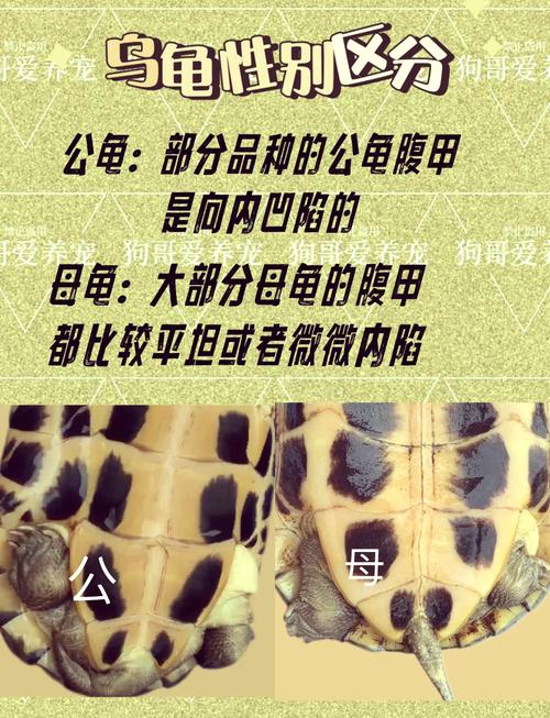 龟公母怎么分？看泄殖孔尾巴和腹甲！（乌龟公母区别图解）