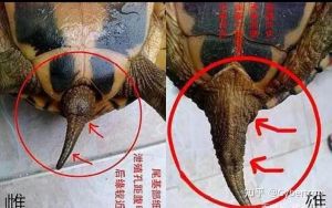 巴西龟公母辨别技巧，看爪尾孔差异（乌龟怎样分辨公母）
