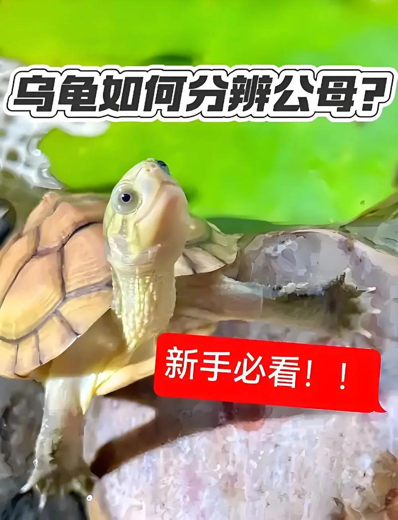 看腹甲尾巴泄殖孔（中华土龟小乌龟公母怎么分图解）