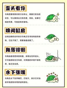 乌龟讨厌主人怎么办？看懂这些行为！（乌龟最讨厌主人的十个动作）