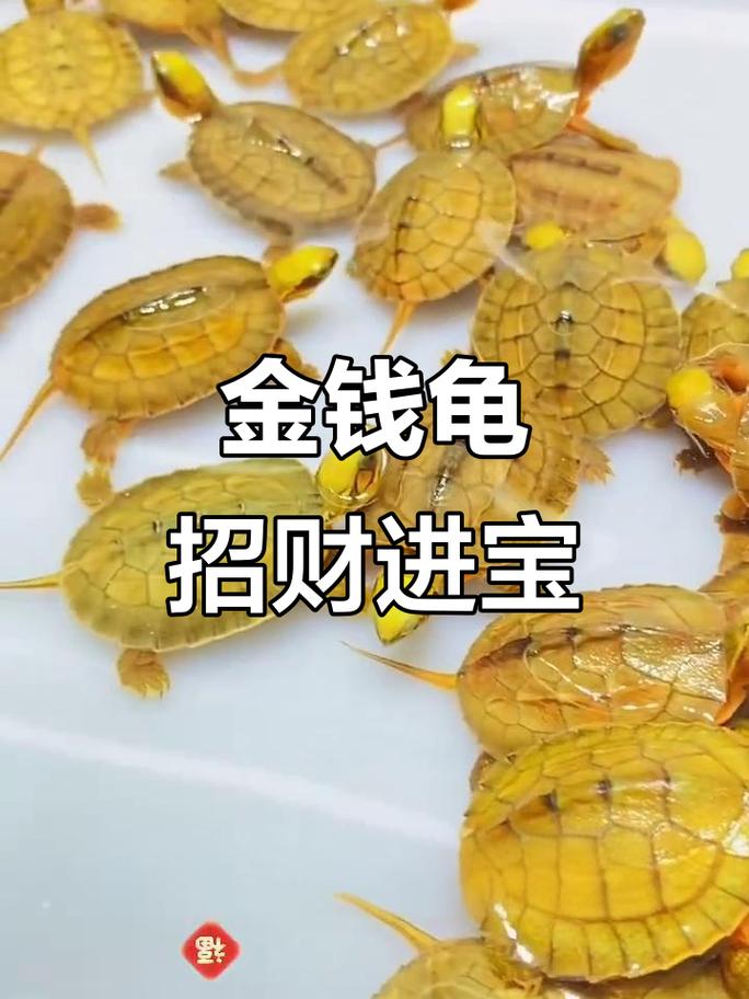 招财风水好选择（金钱龟可以养鱼缸里吗）