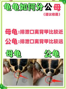 乌龟公母看尾巴泄殖孔，体型也有区别（母龟和公龟的外形区别）