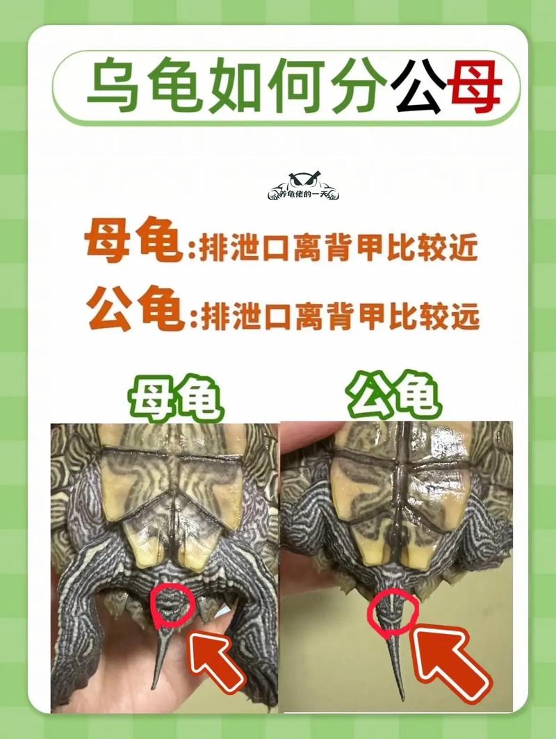 长粗尖是公，短圆是母（小乌龟分公母对比图）
