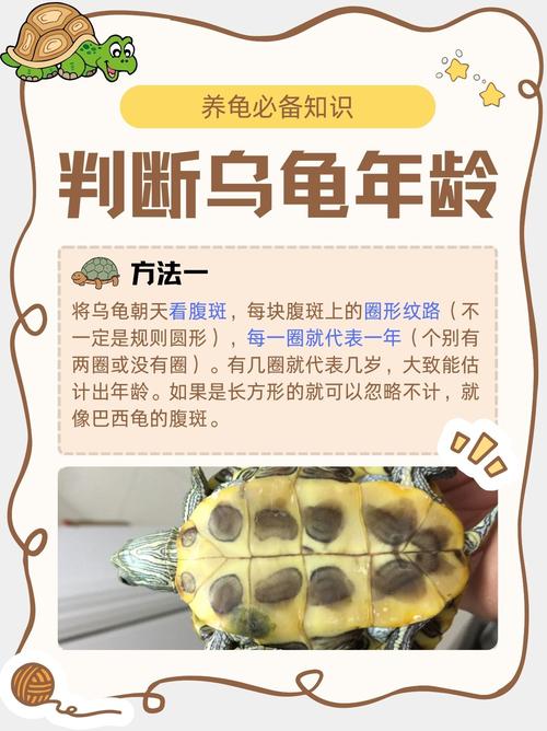 乌龟长寿，公母有别，混养易打，需注意差异（母乌龟比公乌龟寿命长）