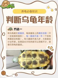 乌龟长寿，公母有别，混养易打，需注意差异（母乌龟比公乌龟寿命长）