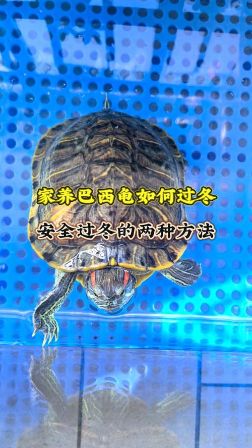 自然冬眠或加温，幼龟必加温（家养的小乌龟怎么过冬）
