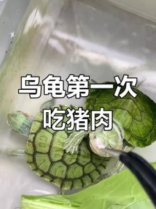 巴西龟可适量喂食鱼肉，但需搭配龟粮，每周2-3次（巴西龟能吃带鱼肉吗）