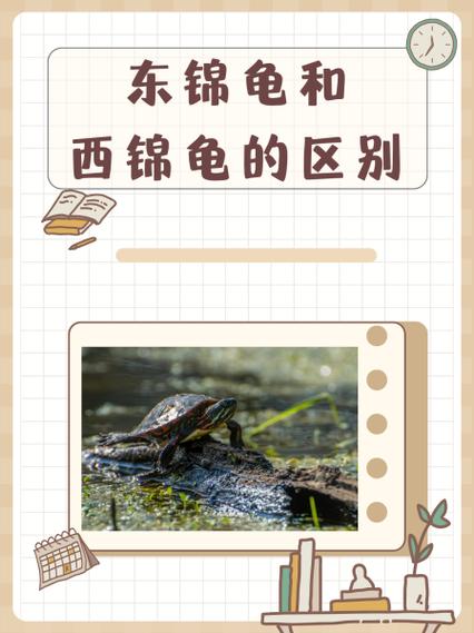 选哪种养？（东锦龟和西锦龟哪个好呢）
