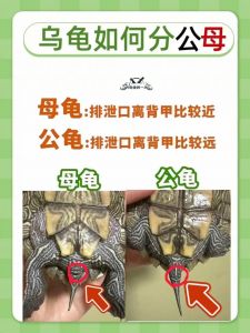 龟公龟母怎么分？看腹甲尾巴泄殖孔！（龟甲雌雄对照图（10张高清图））