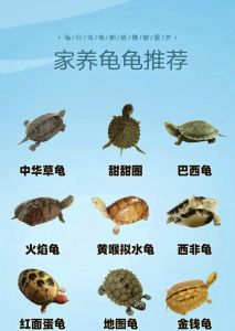 养龟还是养鳖？看个人条件选对！（乌龟王八鳖哪个好养）
