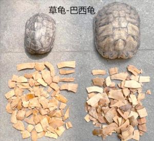 巴西龟好养寿命短，草龟长命环境要求高（草龟和巴西龟谁更强）