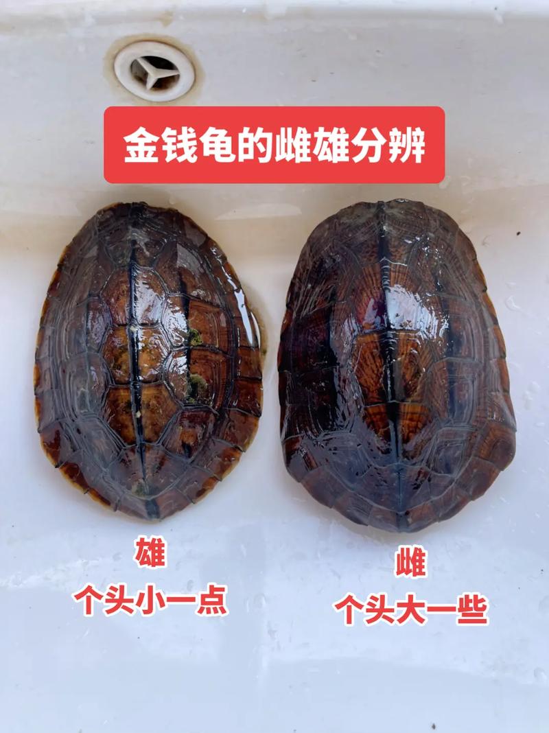 金钱龟公母辨别方法（金钱龟怎么分公母）