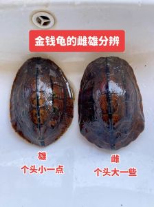 金钱龟公母辨别方法（金钱龟怎么分公母）