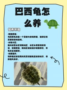 巴西龟放生违法，生态破坏严重，切勿随意放生（巴西龟放生算犯法吗）