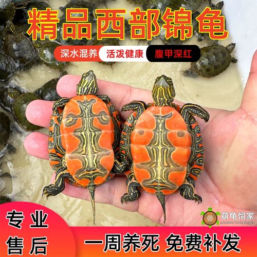 东锦与蓝吉罗可混，西锦需谨慎（东锦龟适合和其他龟一起养吗）