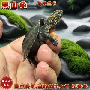 好养耐寒，互动与成本需权衡（黑山龟和亚巨哪个好养）