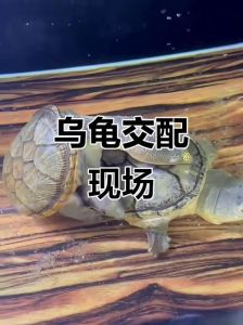 公龟咬母龟尾巴怎么办？（公乌龟咬母乌龟尾巴）