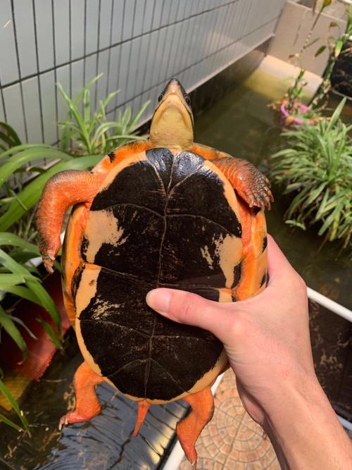 乌龟产蛋猴分桃牛排标签关门拉链黄瓜贴脸情感伤害（有一个山洞进去了五只母乌龟）