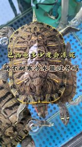 乌龟冬爬外边？检查环境别打扰（冬天乌龟为什么一直往缸外爬）