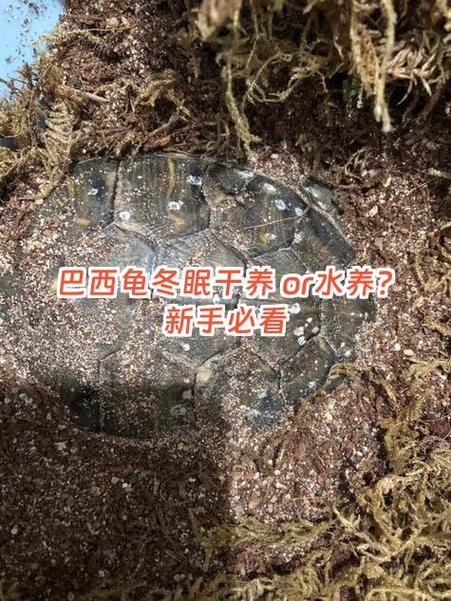 巴西龟水陆养，温度阳光要记牢（巴西龟干养还是水养好能一直在水里面吗）