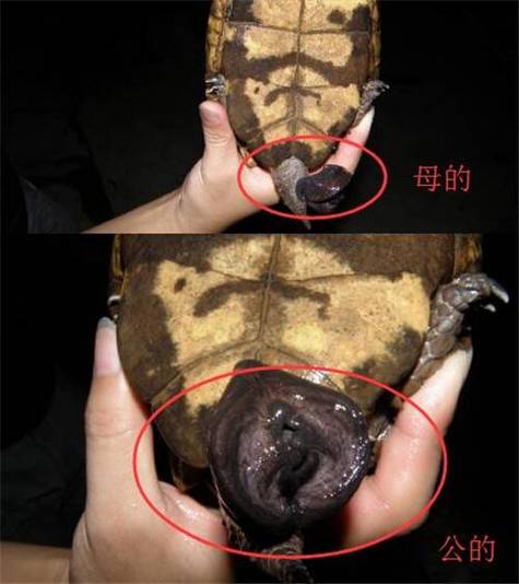 巴西龟公母怎么分？看体型爪孔腹甲！（巴西乌龟怎么看公母）