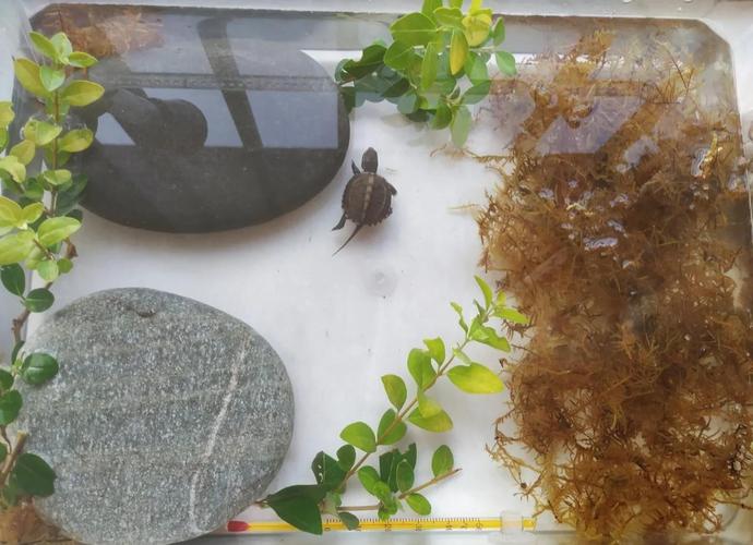 10升水+安全晒台（15cm长的乌龟需要多大乌龟缸）