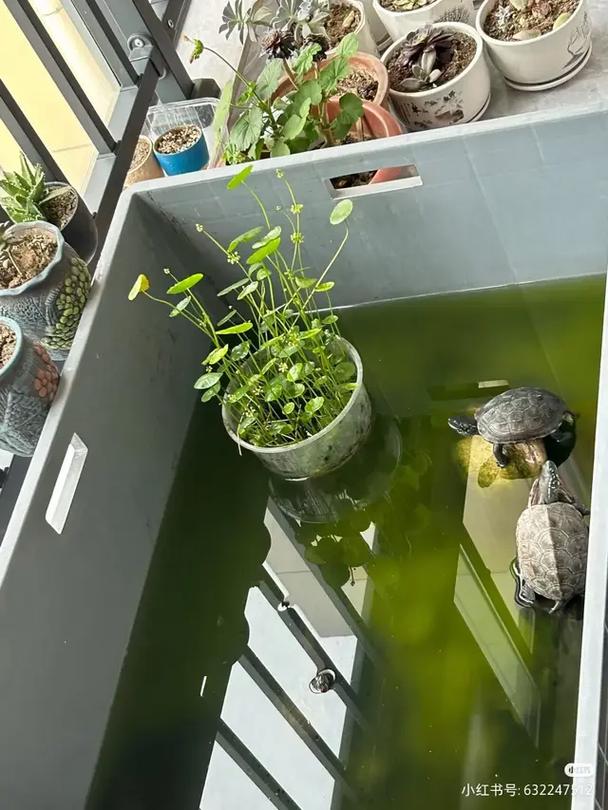 草龟缸绿藻多？控光刷洗换水管用！（草龟缸里长绿藻怎么办）