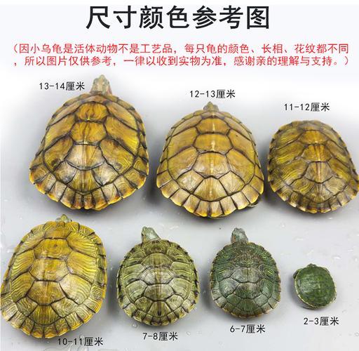选对伙伴防冲突（巴西龟可以和什么龟养在一起）