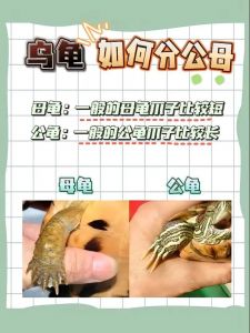 龟公母怎么分？看尾巴泄殖孔和腹甲（怎么分辨公乌龟母乌龟）