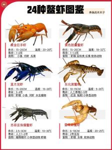 观赏虾乌龟混养指南（什么虾好养活可以和乌龟混养）