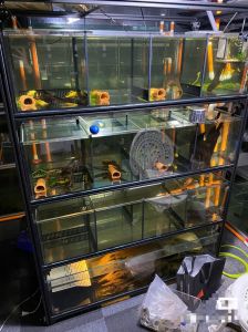 乌龟鱼能一起养吗？看水温空间，混养太复杂！（小鱼和乌龟能养在一个缸里吗）