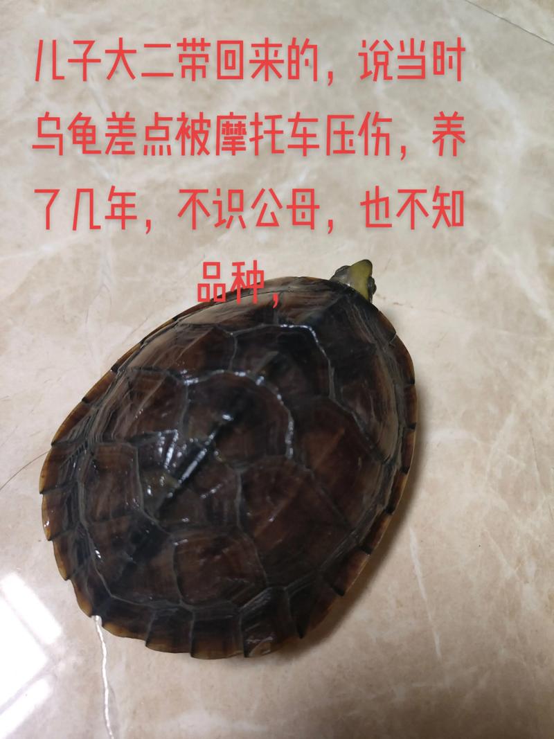 外形习性及养护差异（黑颈龟与草龟的区别）