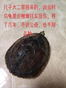 外形习性及养护差异（黑颈龟与草龟的区别）
