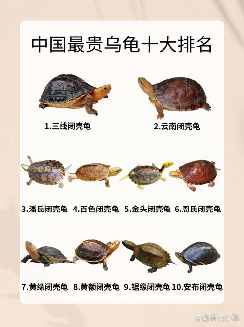 火焰龟与东锦龟价格及混养养护知识（火焰龟和东锦龟哪个贵）