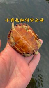 小龟公母难分？7厘米看泄殖孔和腹甲！（小青龟多大分公母）