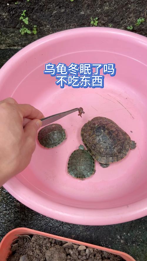 脂肪足环境好，安全过冬有保障（小乌龟冬天不吃东西能过冬吗）